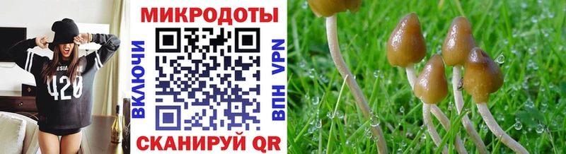 блэк спрут как войти  Большой Камень  Псилоцибиновые грибы ЛСД 